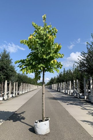 Kanadischer Judasbaum 'Hearts of Gold' | Cercis canadensis 'Hearts of Gold'