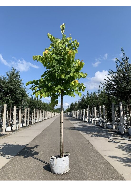 Kanadischer Judasbaum 'Hearts of Gold' | Cercis canadensis 'Hearts of Gold' Kanadischer Judasbaum 'Hearts of Gold' | Cercis canadensis 'Hearts of Gold'