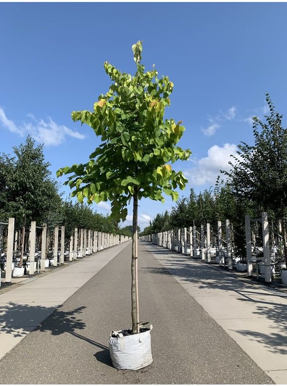 Kanadischer Judasbaum 'Hearts of Gold' | Cercis canadensis 'Hearts of Gold' Kanadischer Judasbaum 'Hearts of Gold' | Cercis canadensis 'Hearts of Gold'
