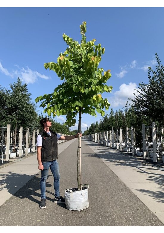 Kanadischer Judasbaum 'Hearts of Gold' | Cercis canadensis 'Hearts of Gold'