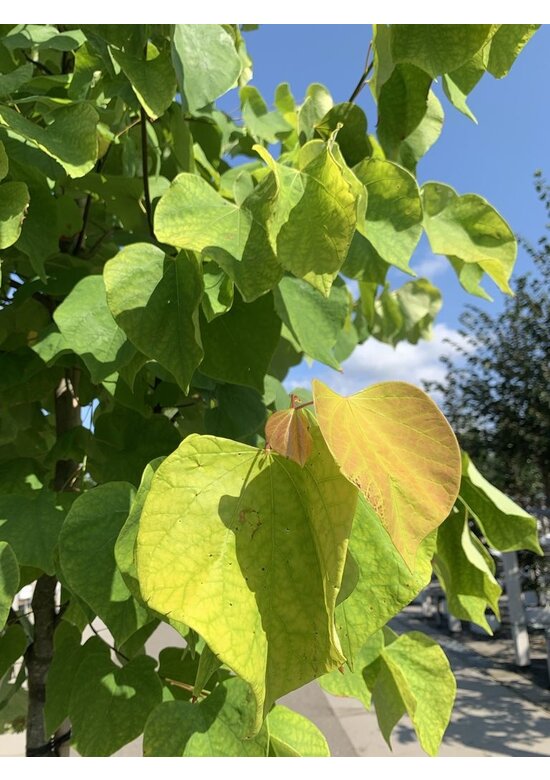 Kanadischer Judasbaum 'Hearts of Gold' | Cercis canadensis 'Hearts of Gold' Kanadischer Judasbaum 'Hearts of Gold' | Cercis canadensis 'Hearts of Gold'
