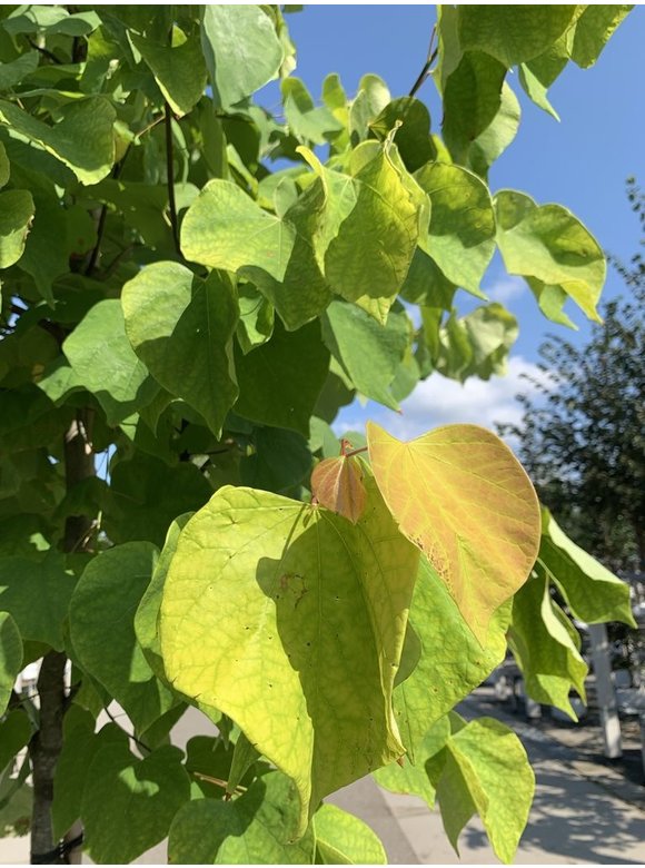 Kanadischer Judasbaum 'Hearts of Gold' | Cercis canadensis 'Hearts of Gold' Kanadischer Judasbaum 'Hearts of Gold' | Cercis canadensis 'Hearts of Gold'