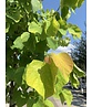 Kanadischer Judasbaum 'Hearts of Gold' | Cercis canadensis 'Hearts of Gold' Kanadischer Judasbaum 'Hearts of Gold' | Cercis canadensis 'Hearts of Gold'