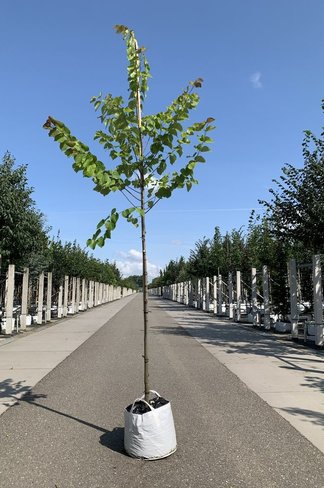 Weißblühender Judasbaum 'Texas White' | Cercis canadensis 'Texas White'