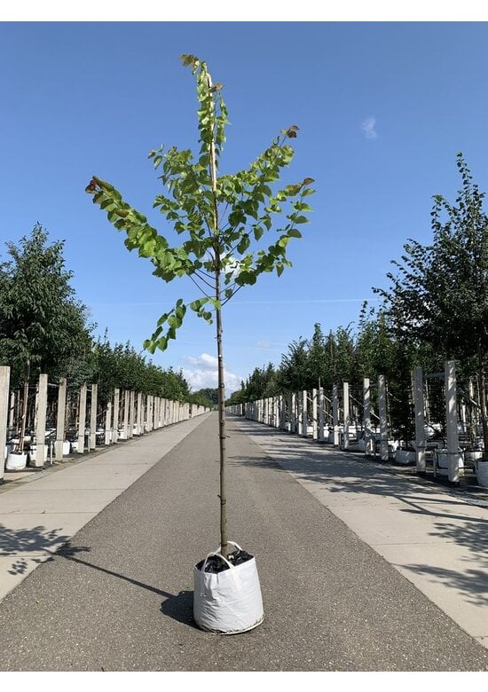 Weißblühender Judasbaum 'Texas White' | Cercis canadensis 'Texas White'