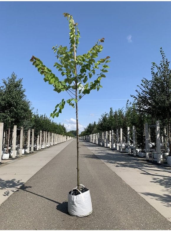 Kanadischer Judasbaum 'Texas White' | Cercis canadensis 'Texas White' Kanadischer Judasbaum 'Texas White' | Cercis canadensis 'Texas White'