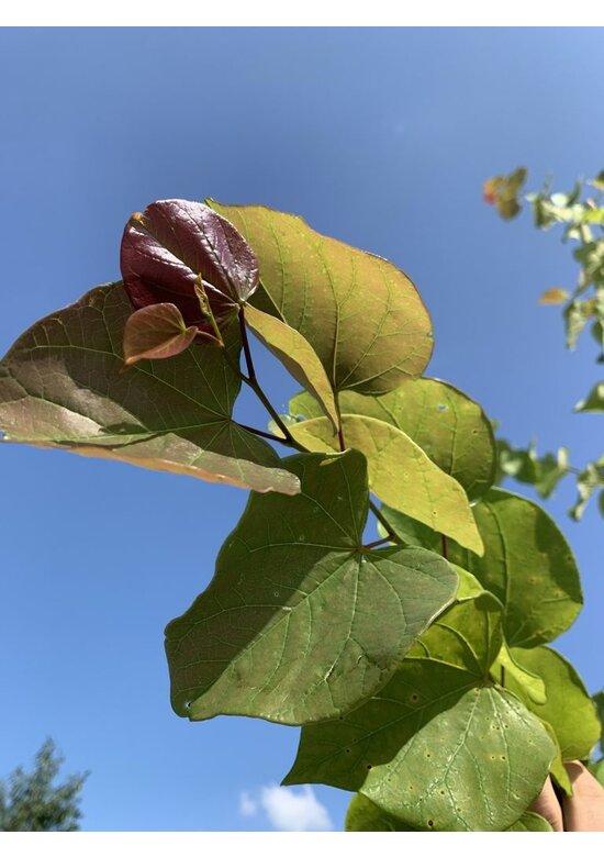 Chinesischer Judasbaum 'Avondale' | Cercis chinensis 'Avondale'
