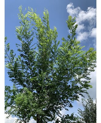 Styphnolobium japonicum 'Regent'  Japanischer Schnurbaum 'Regent';  Honigbaum; Perlschnurbaum; Japanischer Perlschnurbaum; Japanischer  Pagodenbaum; Rosenkranzbaum; Sauerschotenbaum