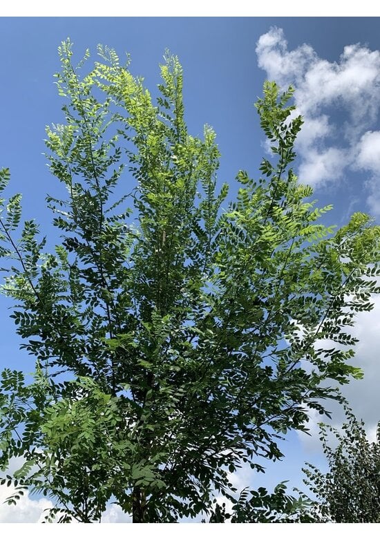 Japanischer Schnurbaum 'Regent' | Styphnolobium japonicum 'Regent'