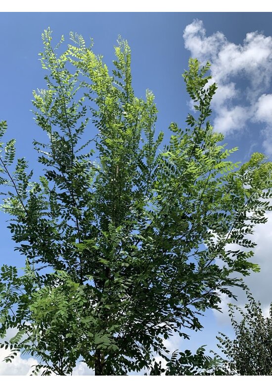 Japanischer Schnurbaum 'Regent' | Styphnolobium japonicum 'Regent'