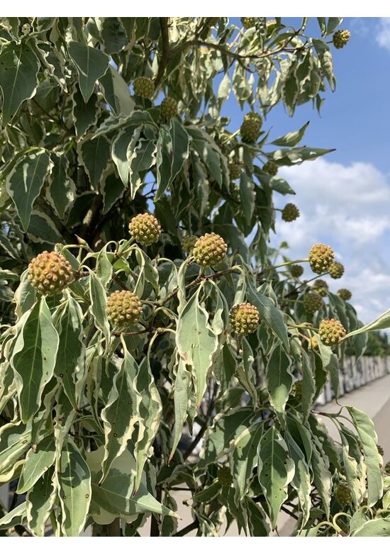 Japanischer Blumen-Hartriegel 'Laura' | Cornus kousa 'Laura'