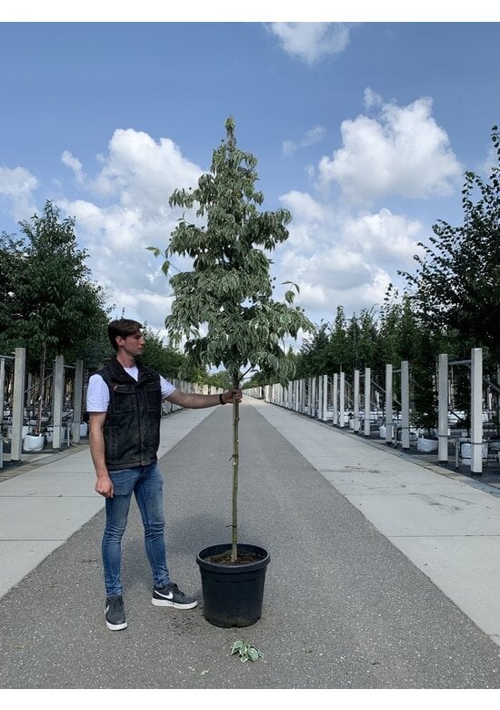 Japanischer Blumen-Hartriegel 'Laura' | Cornus kousa 'Laura'