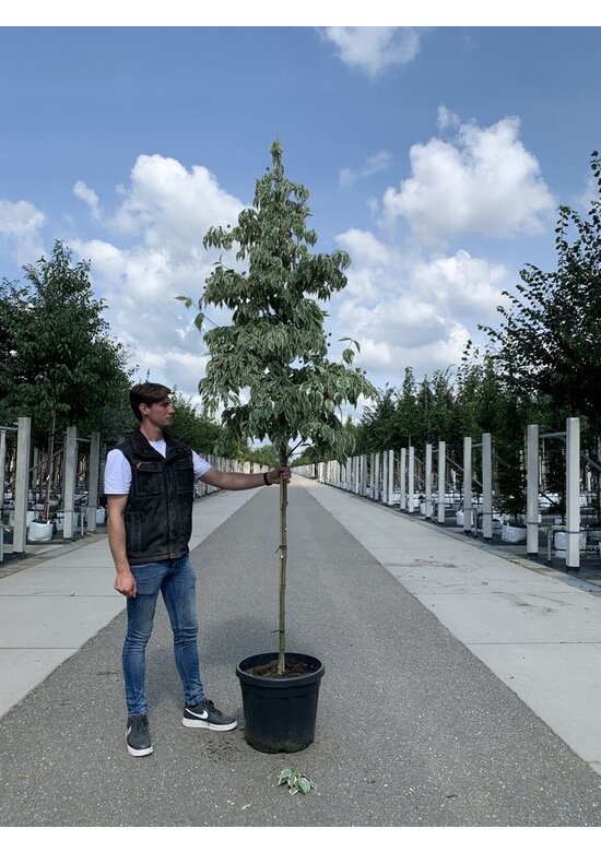 Japanischer Blumen-Hartriegel 'Laura' | Cornus kousa 'Laura'