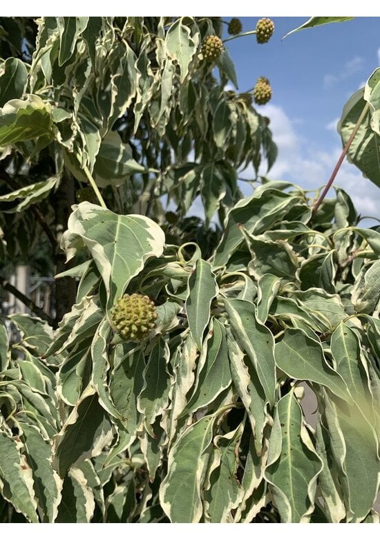 Japanischer Blumen-Hartriegel 'Laura' | Cornus kousa 'Laura'