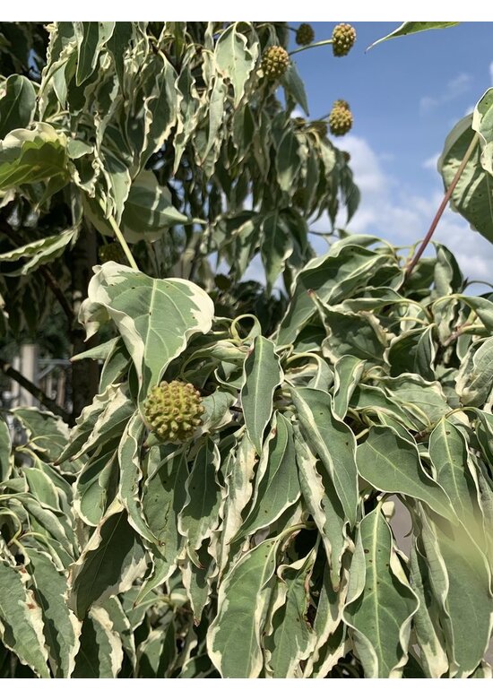Japanischer Blumen-Hartriegel 'Laura' | Cornus kousa 'Laura'