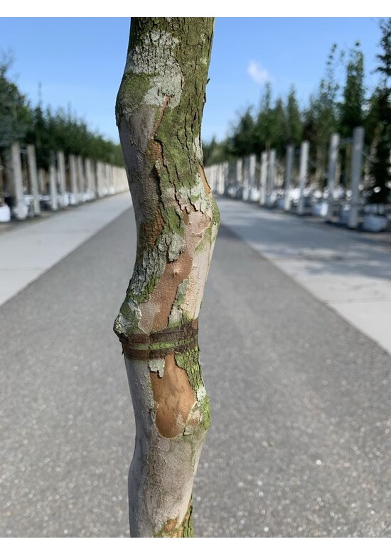 Japanische Scheinkamelie | Stewartia pseudocamellia