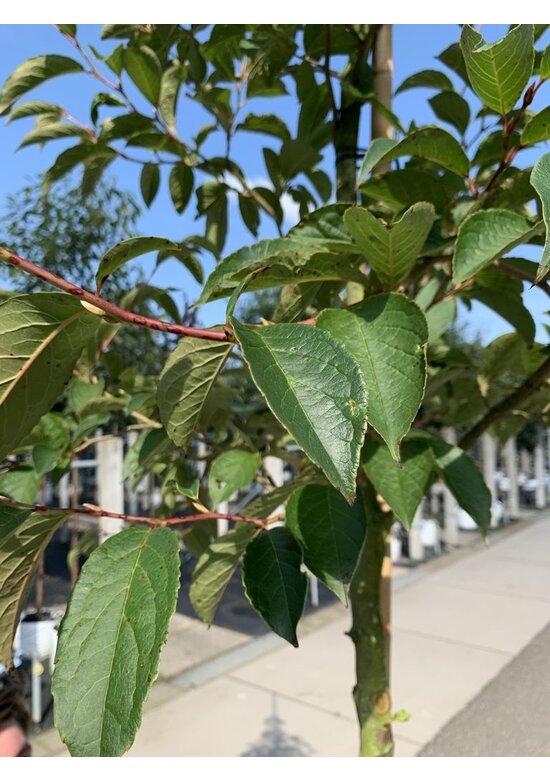 Japanische Scheinkamelie | Stewartia pseudocamellia