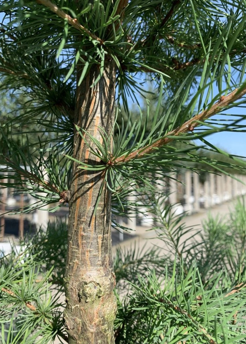 Japanische Lärche | Larix kaempferi Japanische Lärche | Larix kaempferi