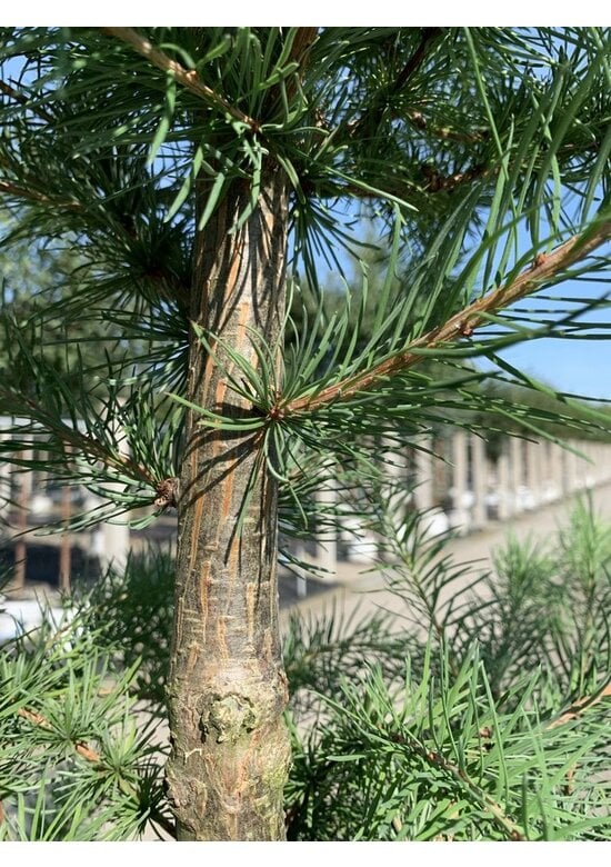 Japanische Lärche | Larix kaempferi