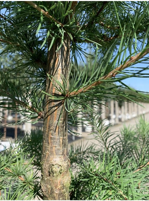 Japanische Lärche | Larix kaempferi Japanische Lärche | Larix kaempferi