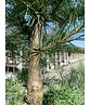 Japanische Lärche | Larix kaempferi