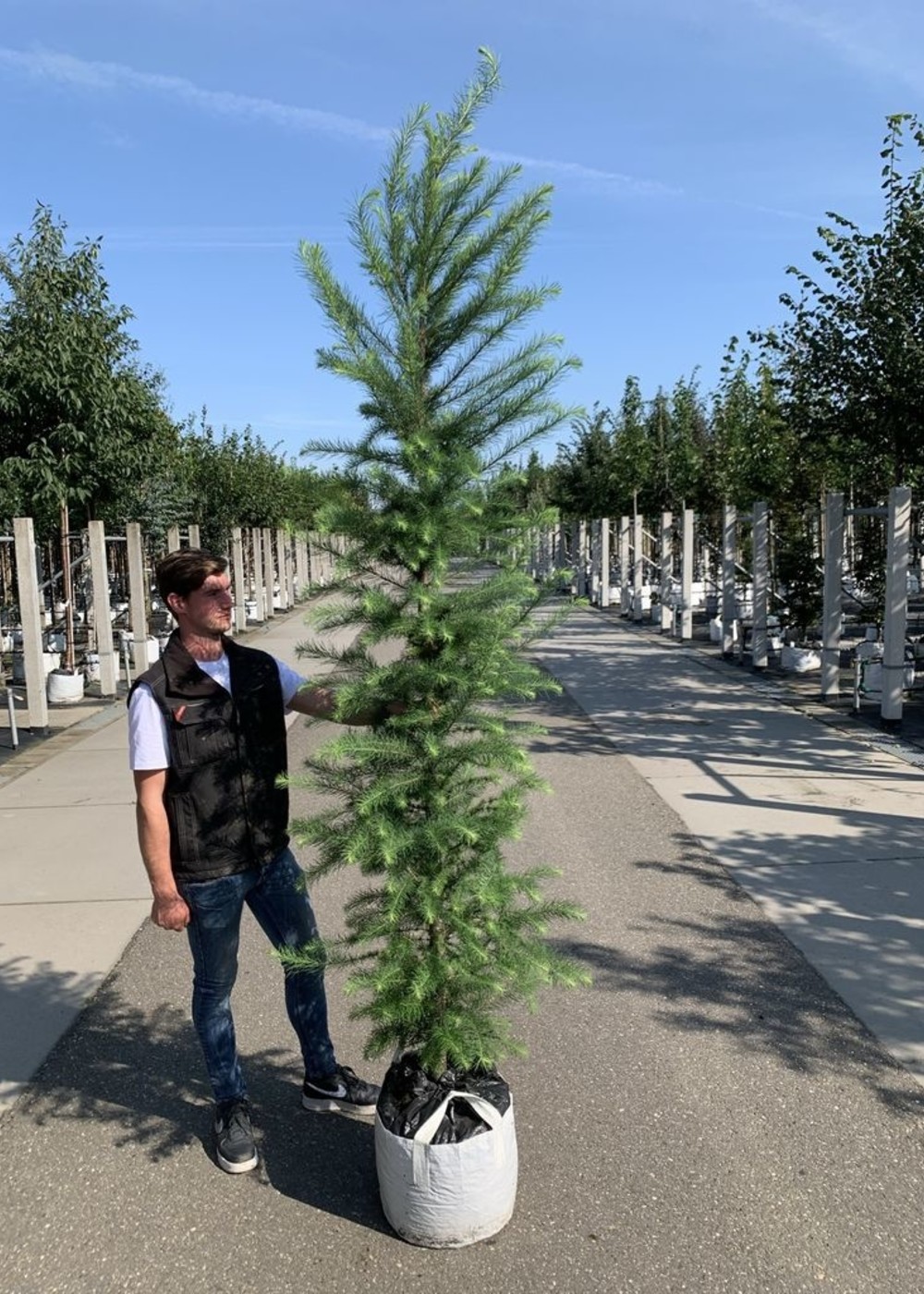 Japanische Lärche | Larix kaempferi Japanische Lärche | Larix kaempferi