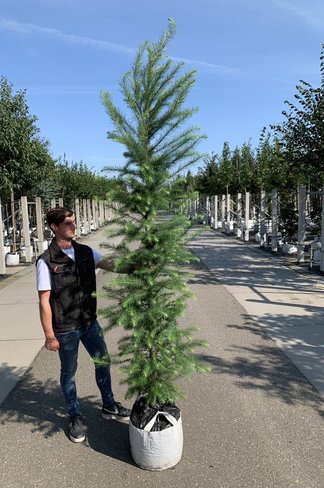 Japanische Lärche | Larix kaempferi