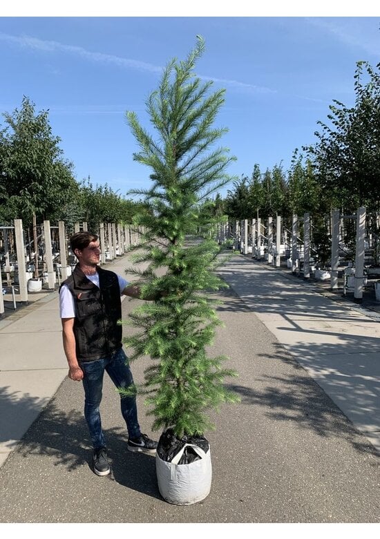 Japanische Lärche | Larix kaempferi