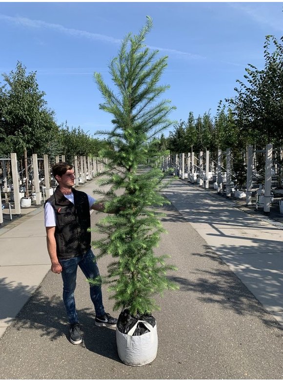Japanische Lärche | Larix kaempferi Japanische Lärche | Larix kaempferi