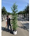 Japanische Lärche | Larix kaempferi