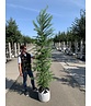 Japanische Lärche | Larix kaempferi