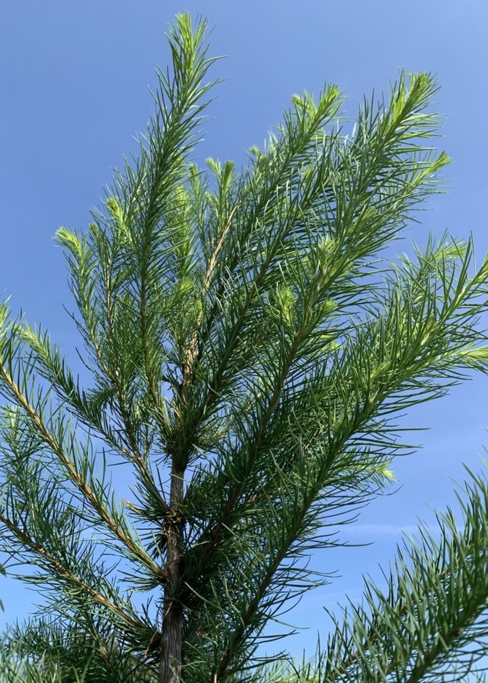 Japanische Lärche | Larix kaempferi Japanische Lärche | Larix kaempferi