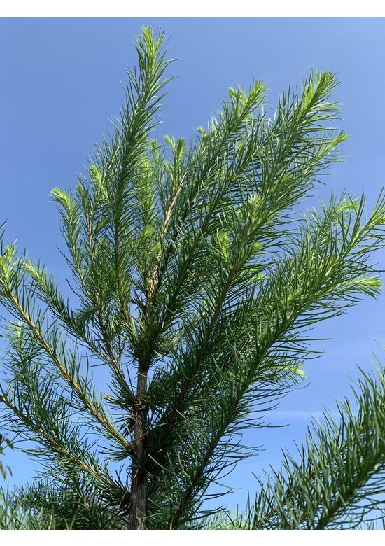 Japanische Lärche | Larix kaempferi