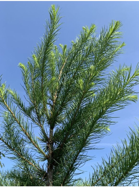 Japanische Lärche | Larix kaempferi Japanische Lärche | Larix kaempferi