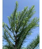 Japanische Lärche | Larix kaempferi