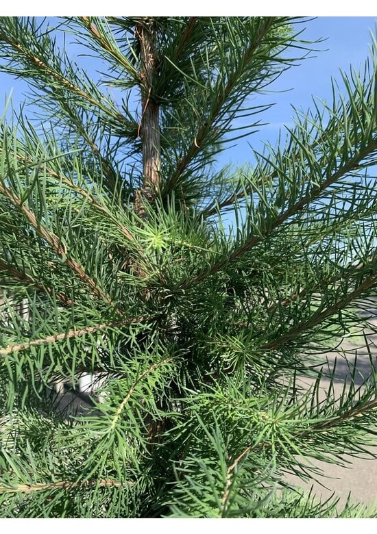 Japanische Lärche | Larix kaempferi