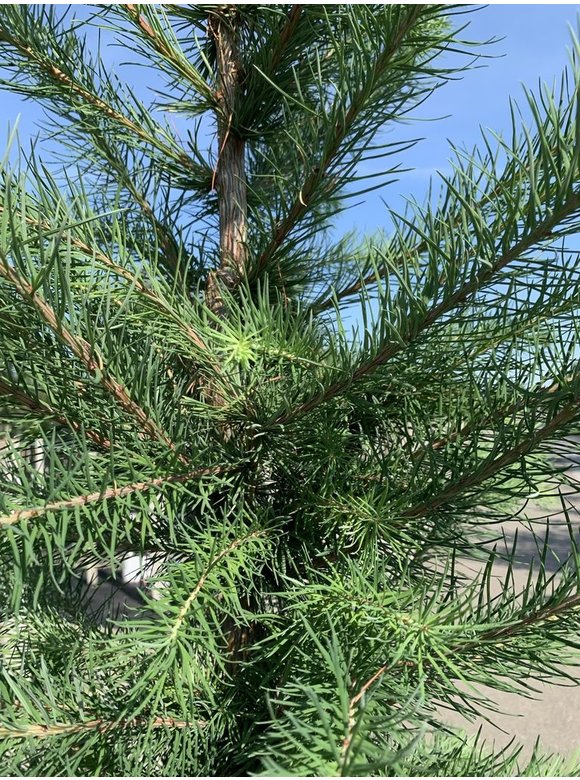 Japanische Lärche | Larix kaempferi Japanische Lärche | Larix kaempferi