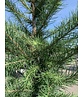 Japanische Lärche | Larix kaempferi