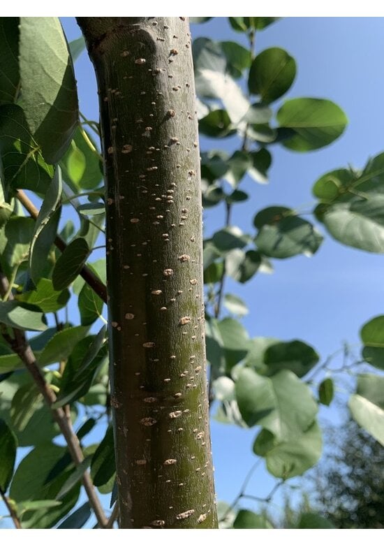 Italienische Erle | Alnus cordata