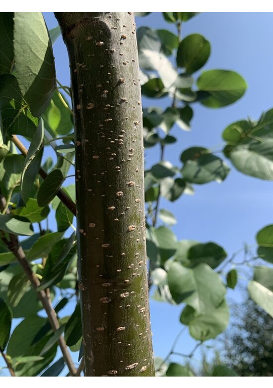 Italienische Erle - Herzblättrige Erle | Alnus cordata