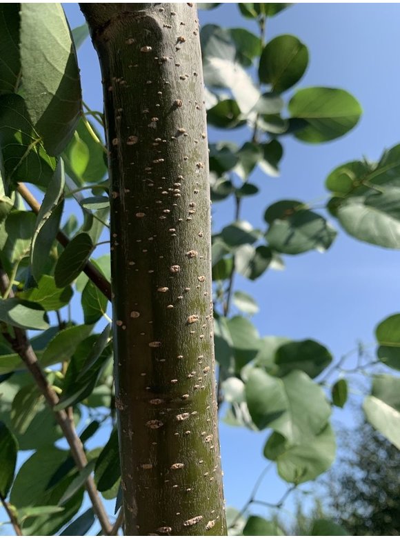 Italienische Erle - Herzblättrige Erle | Alnus cordata Italienische Erle - Herzblättrige Erle | Alnus cordata