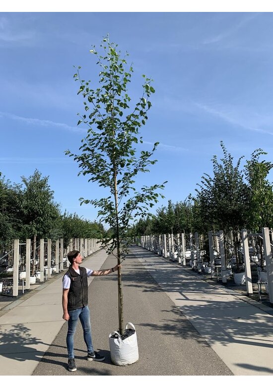 Italienische Erle - Herzblättrige Erle | Alnus cordata