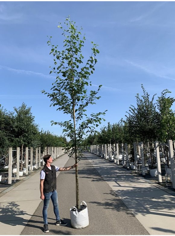 Italienische Erle - Herzblättrige Erle | Alnus cordata Italienische Erle - Herzblättrige Erle | Alnus cordata