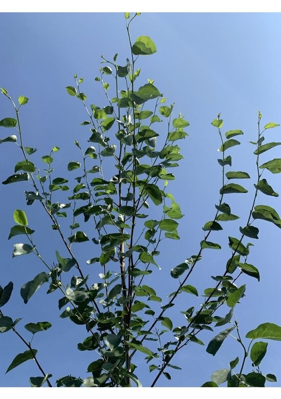 Italienische Erle | Alnus cordata
