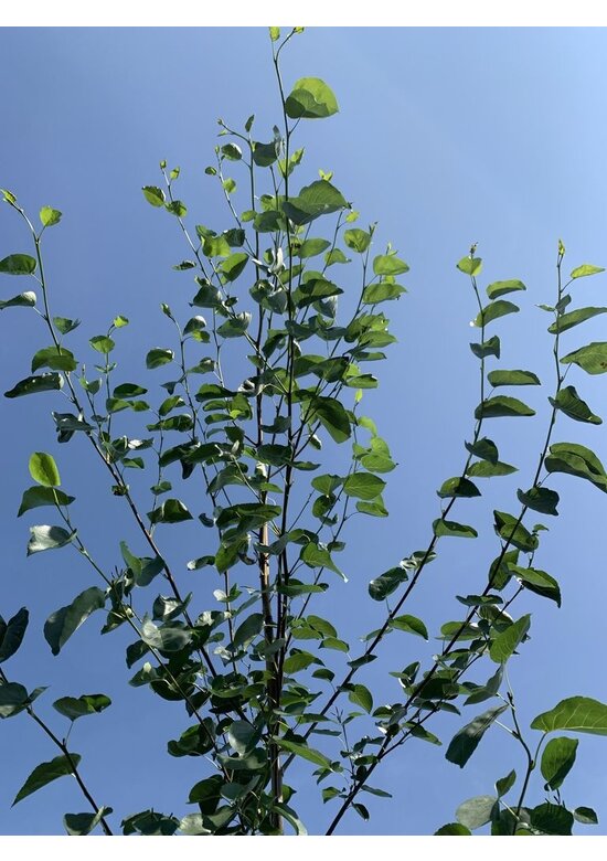 Italienische Erle - Herzblättrige Erle | Alnus cordata