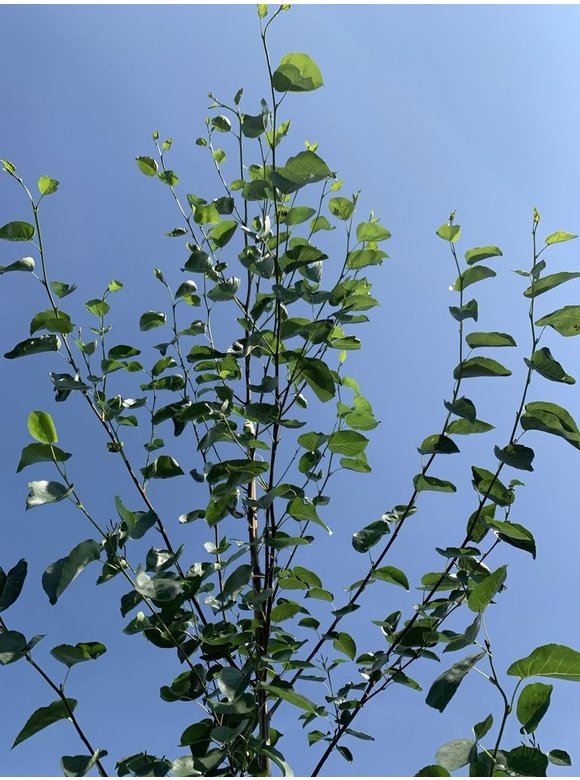 Italienische Erle - Herzblättrige Erle | Alnus cordata Italienische Erle - Herzblättrige Erle | Alnus cordata