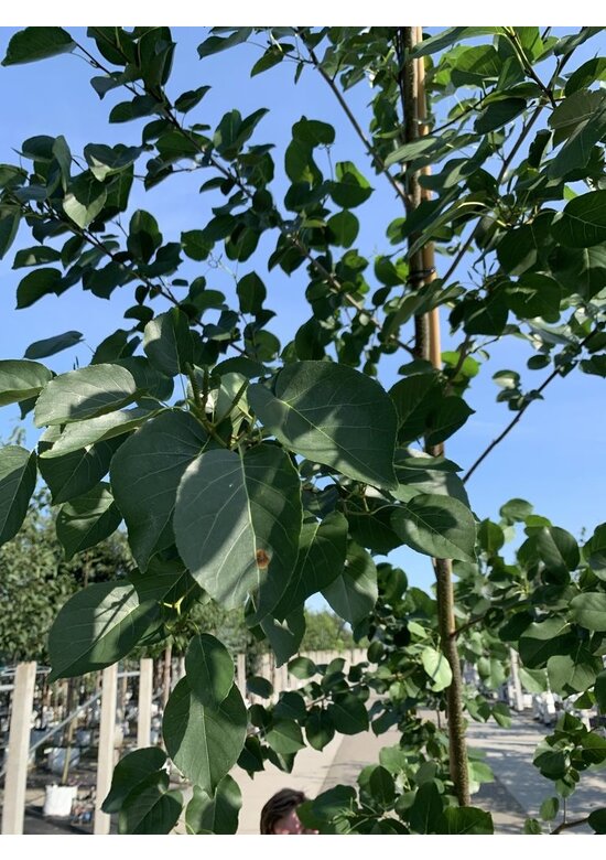 Italienische Erle | Alnus cordata