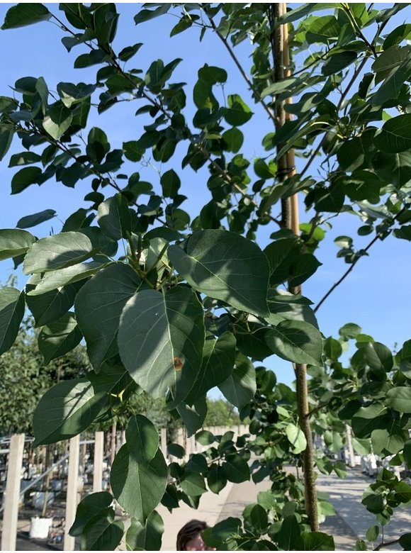 Italienische Erle - Herzblättrige Erle | Alnus cordata Italienische Erle - Herzblättrige Erle | Alnus cordata