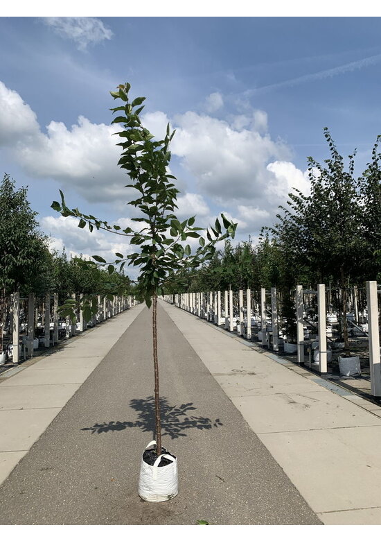 Süßkirsche 'Van' | Prunus avium 'Van'