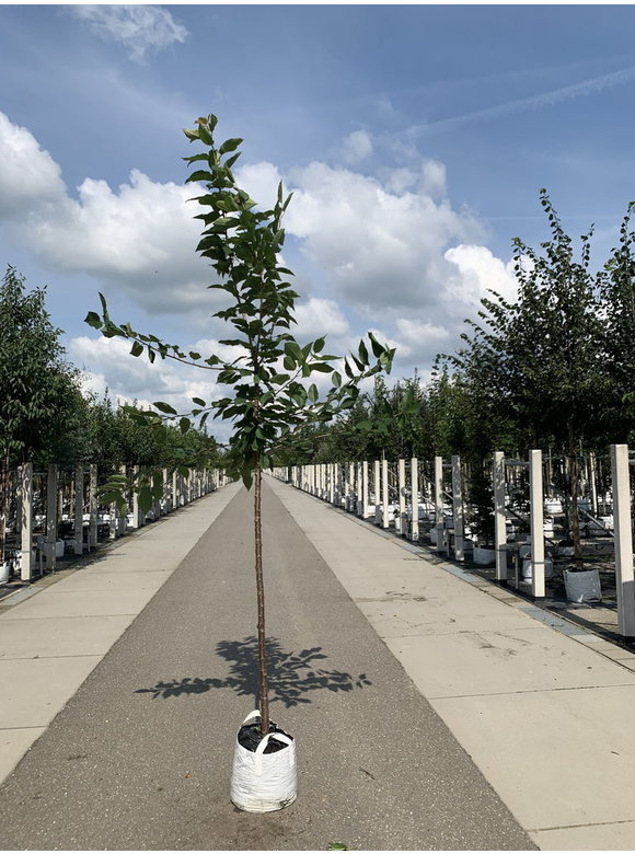 Süßkirsche 'Van' | Prunus avium 'Van' Süßkirsche 'Van' | Prunus avium 'Van'